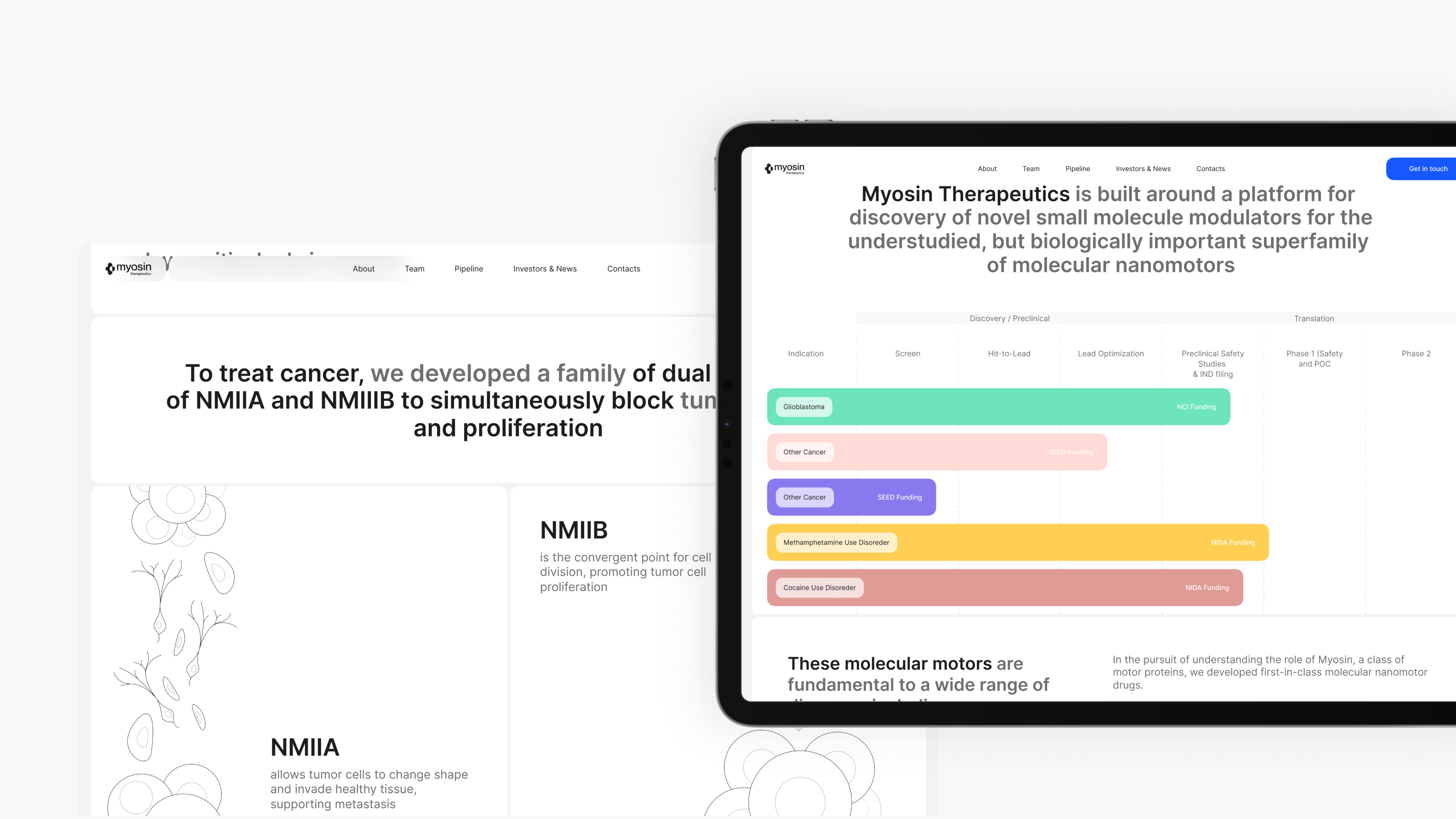 A tablet showcasing a clean web design, featuring a colorful timeline and text about Myosin Therapeutics, set against a clean white background, crafted by a leading website design agency in Red Deer.